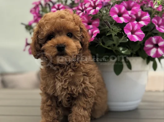 Toy Poodle Yavrumuz Bella görsel