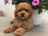 TOY POODLE YAVRUMUZ BELLA