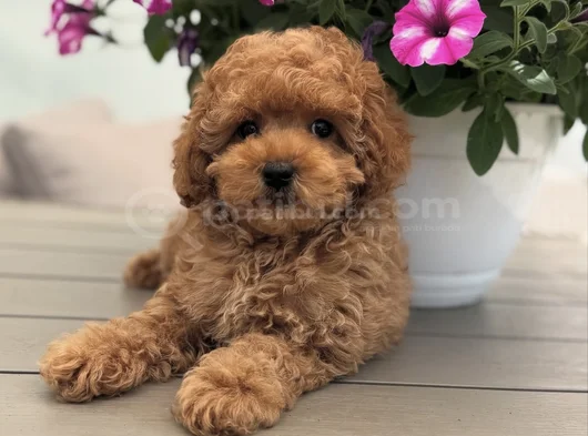 Toy Poodle Yavrumuz Bella