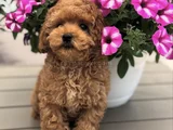 Toy Poodle Yavrumuz Bella
