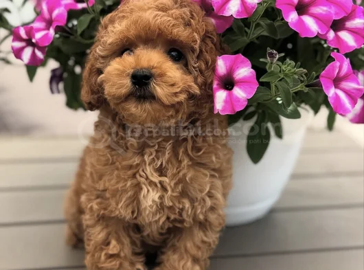Toy Poodle Yavrumuz Bella görsel