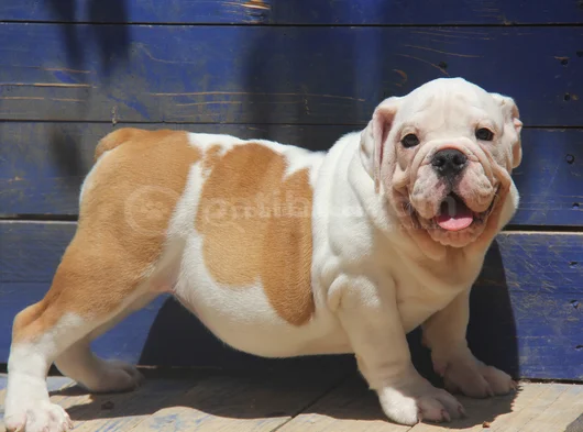 Tombi̇ş Bebekler görsel