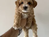 XXS GERÇEK  MALTİPOO YAVRULAR