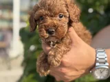 A Kalite Sağlık Irk Garantili Toy Poodle Yavrularım