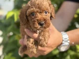 A Kalite Sağlık Irk Garantili Toy Poodle Yavrularım