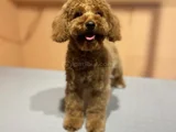 5 Aylık Toy Poodle