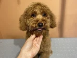 5 Aylık Toy poodle