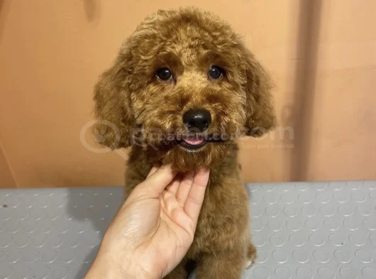 5 Aylık Toy Poodle