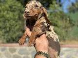 CHOCO MERLE AŞILI GARANTİLİ YAVRUMUZ