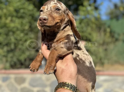 Choco Merle Aşili Garanti̇li̇ Yavrumuz