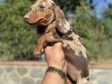 Choco Merle Aşili Garanti̇li̇ Yavrumuz