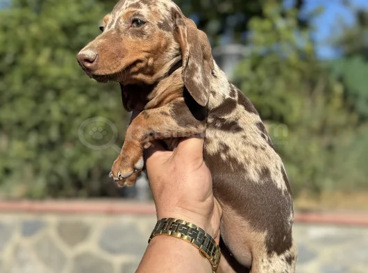 Choco Merle Aşili Garanti̇li̇ Yavrumuz görsel