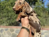 Choco Merle Aşili Garanti̇li̇ Yavrumuz