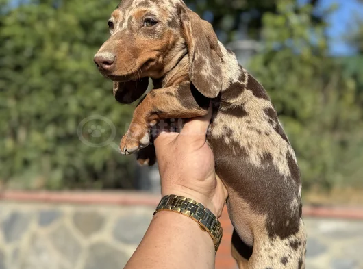 Choco Merle Aşili Garanti̇li̇ Yavrumuz görsel