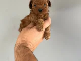 Kore Poodle Yavrularimiz