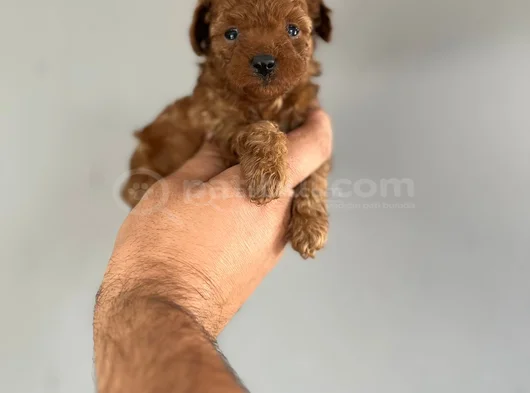 Kore Poodle Yavrularimiz görsel