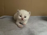 Safkan British Shorthair