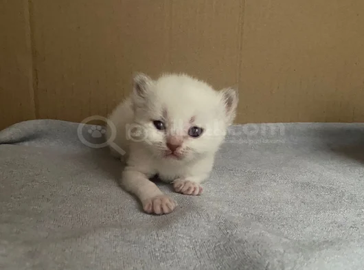 Safkan British Shorthair görsel