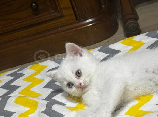 Beyaz Bri̇ti̇sh Yavrularimiz görsel