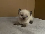 Safkan British Shorthair