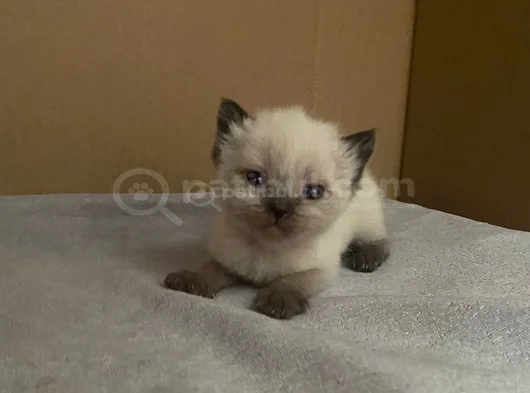Safkan British Shorthair görsel