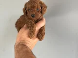 KORE POODLE YAVRULARIMIZ
