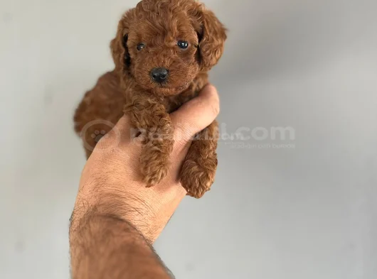 Kore Poodle Yavrularimiz