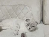 Scottish fold