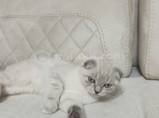 Scottish Fold