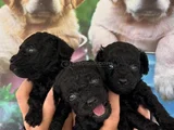 SİYAH TOYPOODLE YAVRULAR KARTA TAKSİTLE HERYERE GÖNDERİLİR