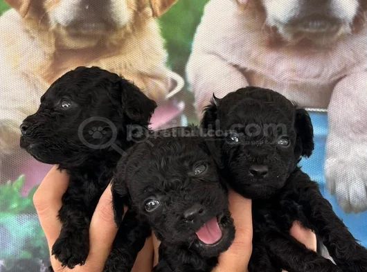 Si̇yah Toypoodle Yavrular Karta Taksi̇tle Heryere Gönderi̇li̇r