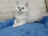 Yakışıklı Oyuncu Oğlum
