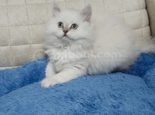 Yakışıklı Oyuncu Oğlum görsel