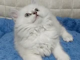 Yakışıklı Oyuncu Oğlum
