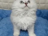 Yakışıklı Oyuncu Oğlum