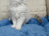 Yakışıklı Oyuncu Oğlum