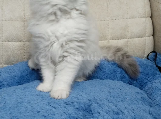 Yakışıklı Oyuncu Oğlum görsel