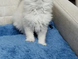 Yakışıklı oyuncu oğlum