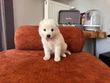 Samoyed Yavrumuz