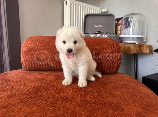 Samoyed Yavrumuz görsel
