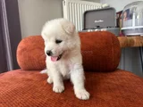 Samoyed Yavrumuz