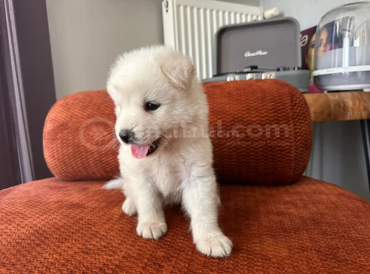 Samoyed Yavrumuz görsel