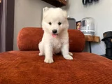 SAMOYED YAVRUMUZ