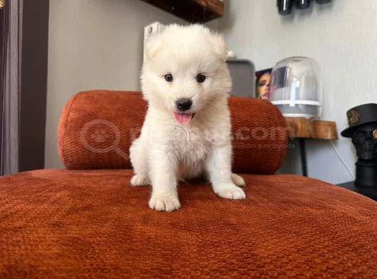 Samoyed Yavrumuz