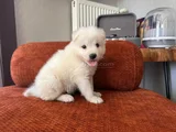 Samoyed Yavrumuz