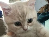 2 Aylık Kızımız Ve Annesi İçin Yuva Arıyoruz