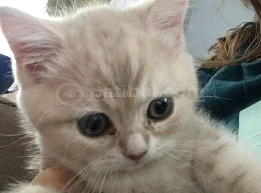 2 Aylık Kızımız Ve Annesi İçin Yuva Arıyoruz görsel