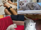 2 Aylık Kızımız ve Annesi İçin Yuva Arıyoruz