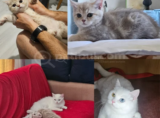 2 Aylık Kızımız Ve Annesi İçin Yuva Arıyoruz