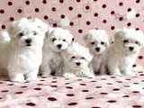 Teacup Maltese Karta Taksi̇t Her Yere Gönderi̇li̇r